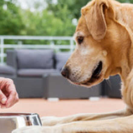 宠物食品和动物饲料 宠物食品和动物饲料